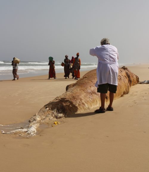 Stranding network member Wim Mullie photographs a dead whale in northern Senegal.