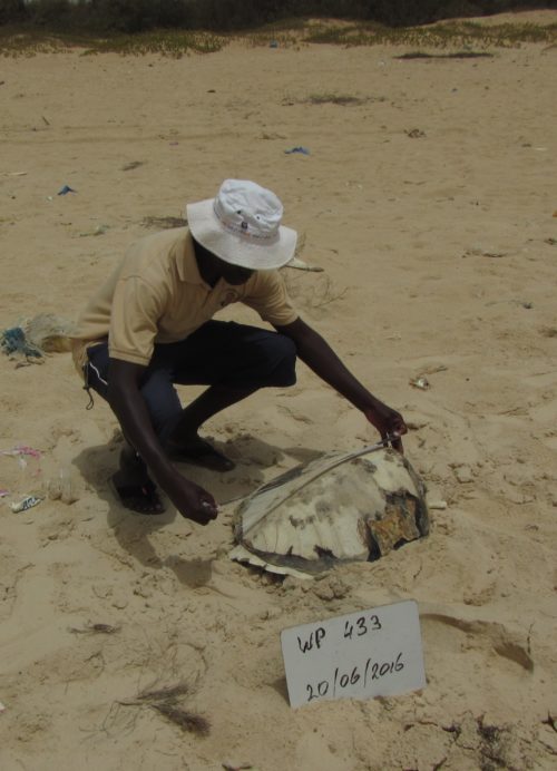 Stranding network member Kader Diagne collects measurements on a dead sea turtle in northern Senegal.