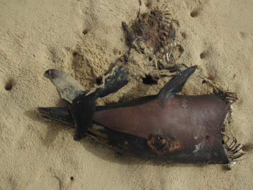 Some carcasses, such as this dolphin, are found butchered for their meat. Documenting cases like these helps us to quantify the threats to these animals.