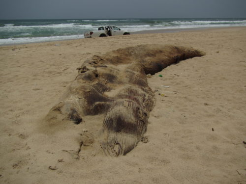 Even badly decomposed carcasses are valuable in understanding which species of marine mammals are stranding, for samples to learn more about populations and physiology.