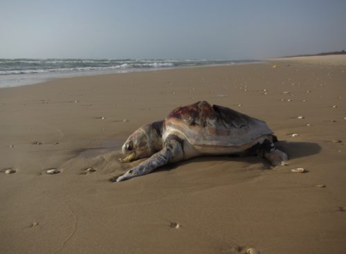 A dead Loggerhead sea turtle on Senegal's remote northern coast.