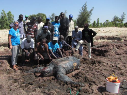 Stranding network members pose with a dead Leatherback sea turtle they documented during a training workshop in Joal, Senegal.