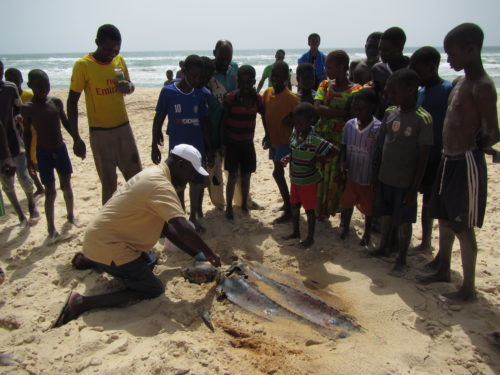Local children watch as Kader Daigne samples a dead Leatherback turtle. We use these opportunities to tell local people about our work and to teach them why it's important to conserve marine animals.