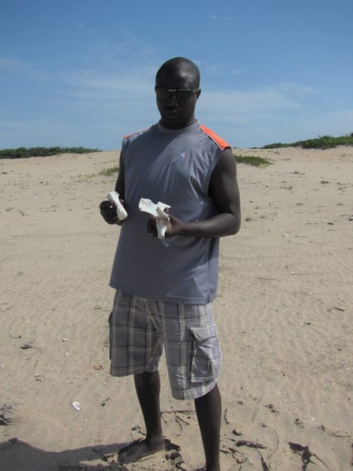 During a beach survey in the Casamance region of southern Senegal, stranding network member Tomas Diagne finds Green sea turtle bones.