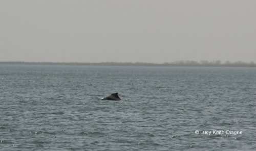 Sousa teuszii (Atlantic Humpback Dolphin) dorsal