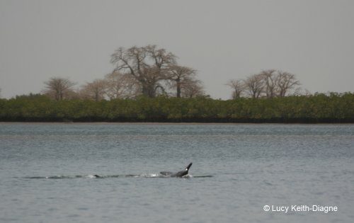 Sousa teuszii (Atlantic Humpback Dolphin) head
