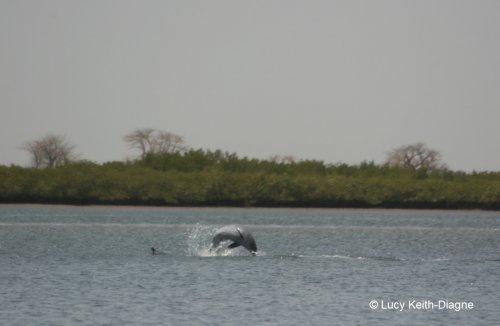 Sousa teuszii (Atlantic Humpback Dolphin) jumping